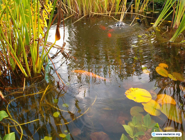 Veredelungsteich des Klärsystems. Fische sind zu sehen. Das Überlaufwasser des Teiches entspricht den europäischen Normen des Trinkwassers.